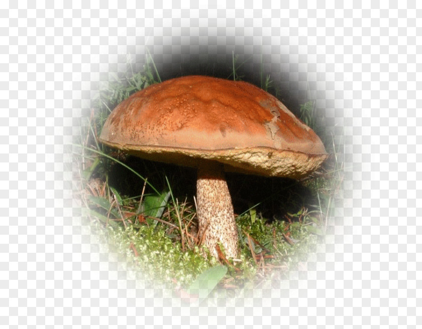 Mushroom Shiitake Penny Bun Boletus Edulis Bolete PNG