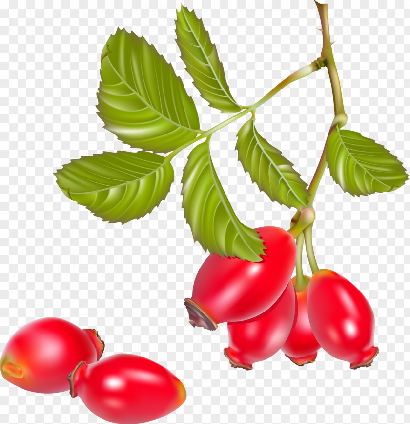 Tea Rose Hip Cherry Tomato PNG