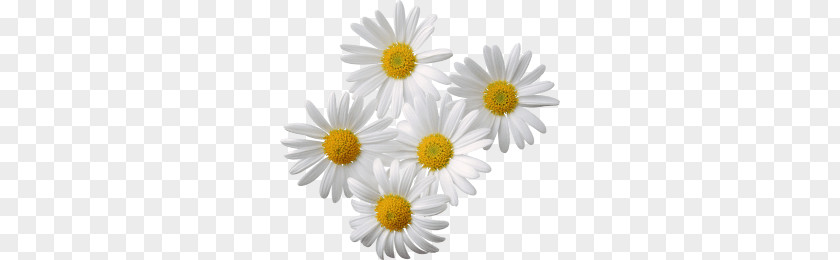 Camomile Group PNG Group, white daisy flowers clipart PNG