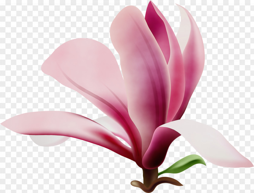Pedicel Magnolia Family Flower Flowering Plant Petal Pink PNG