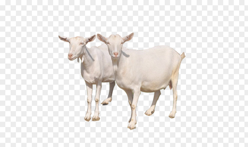 Two Aries Goat Sheep Cattle Milk PNG