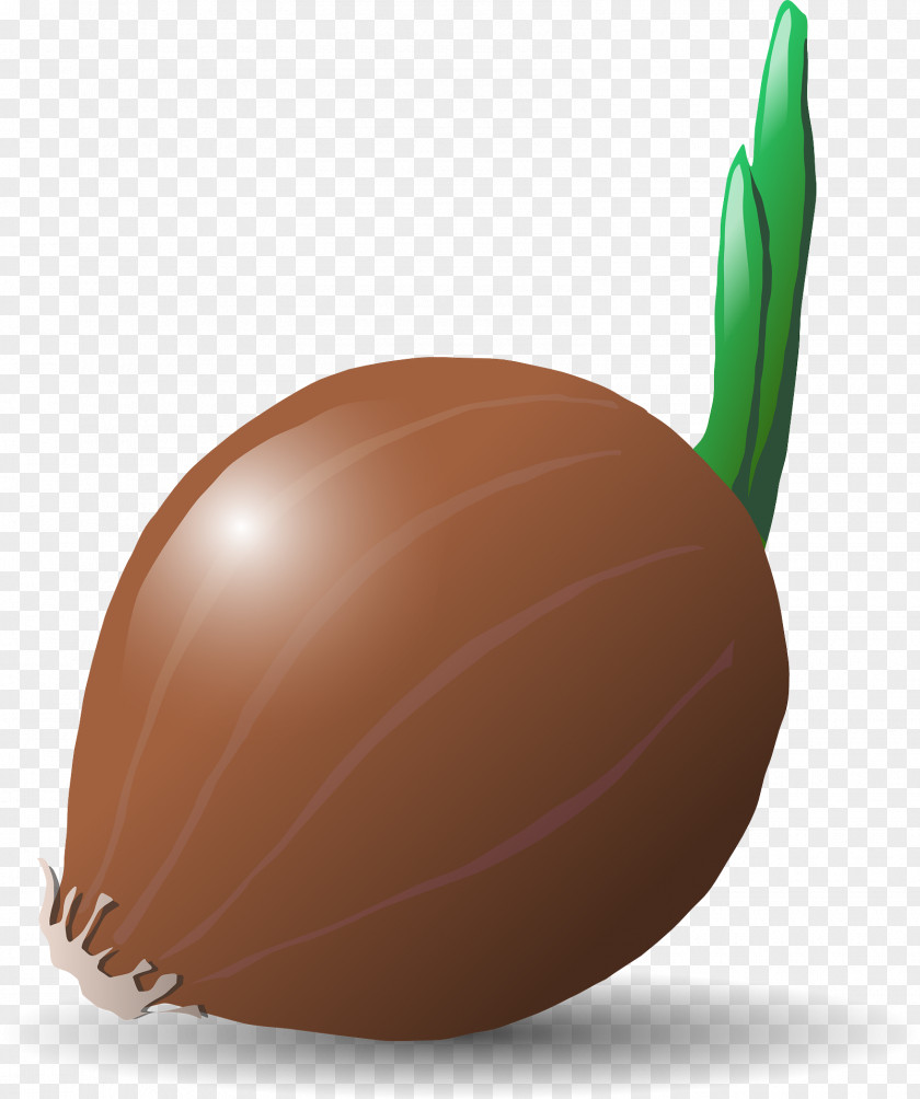 Brown Onion Vegetable Potato Clip Art PNG