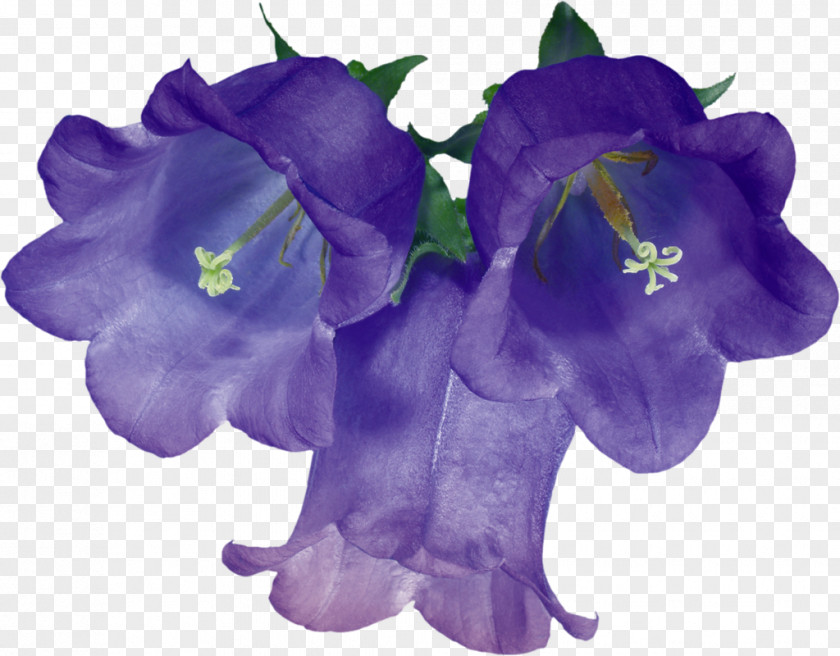 Flower Cut Flowers Floral Design Blue Clip Art PNG