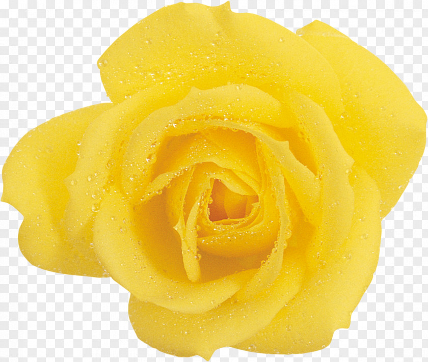 Flower Garden Roses Yellow Beach Rose PNG