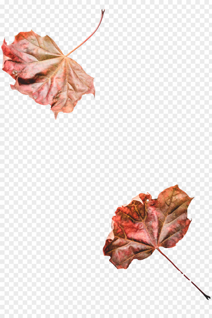 Flower Petal Leaf Plants Science PNG