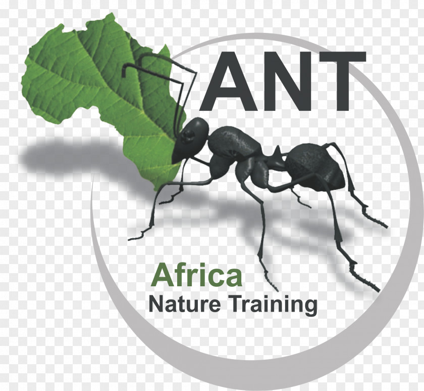 Host Ant Africa Nature Training Conservation Irene PNG
