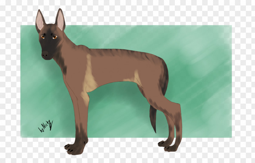 Malinois Dog Breed Mexican Hairless Italian Greyhound PNG