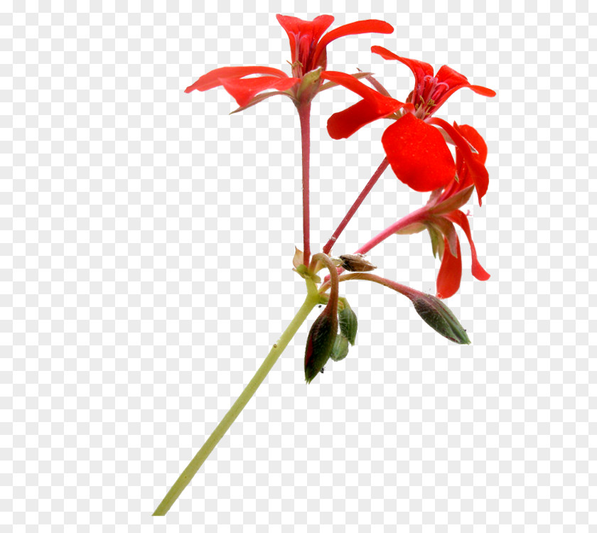 Red Floral Decoration Pattern Design Flower PNG