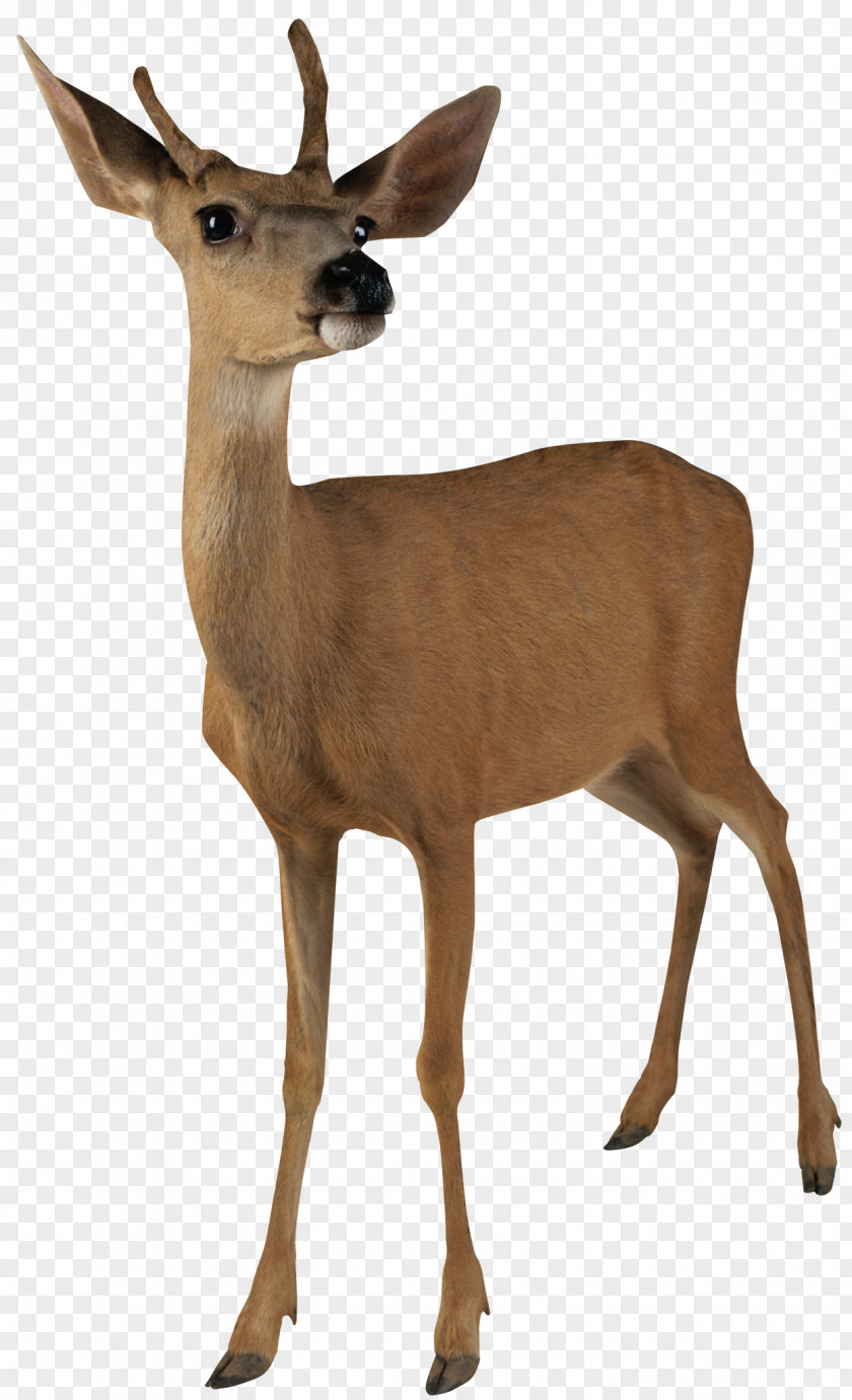 Animals White-tailed Deer Mule Barasingha Elk PNG