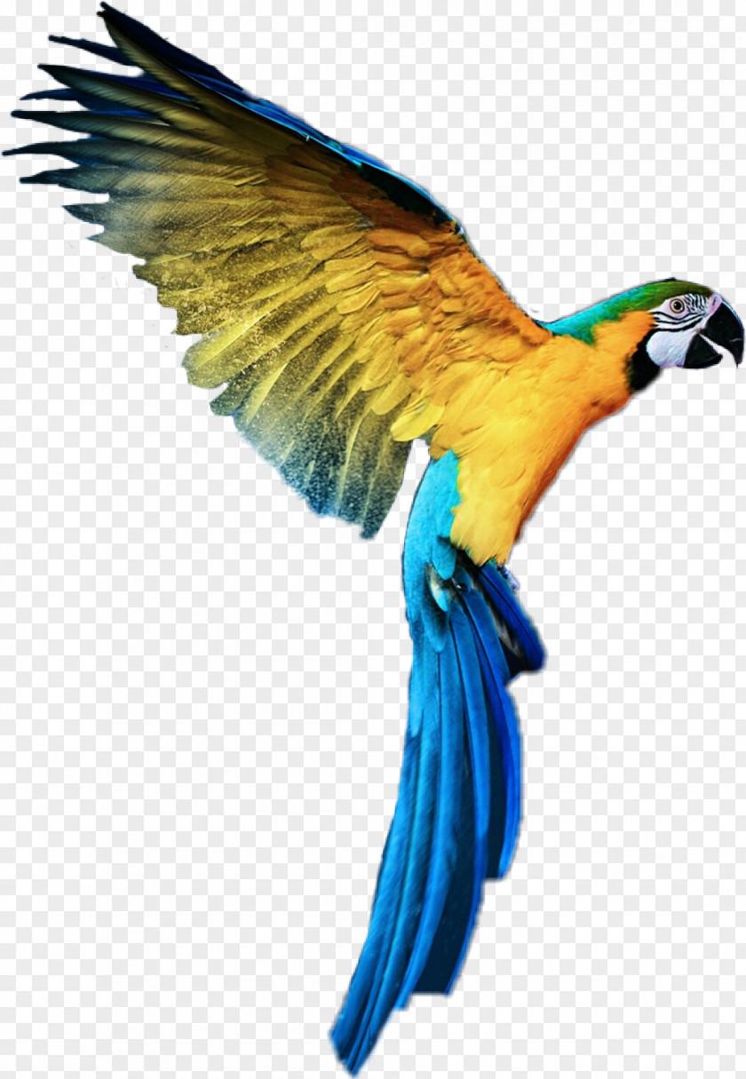 Bird Lovebird Macaw Parrot 32