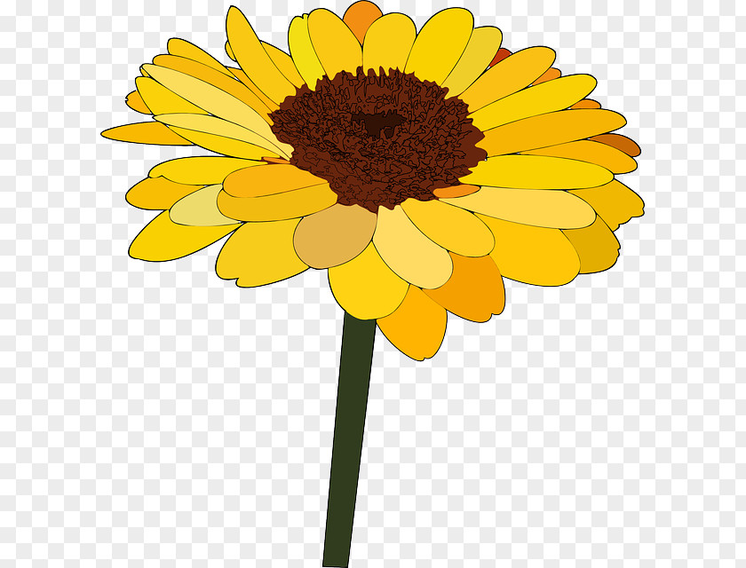 Blooming Sunflowers Common Sunflower Cartoon Drawing Clip Art PNG