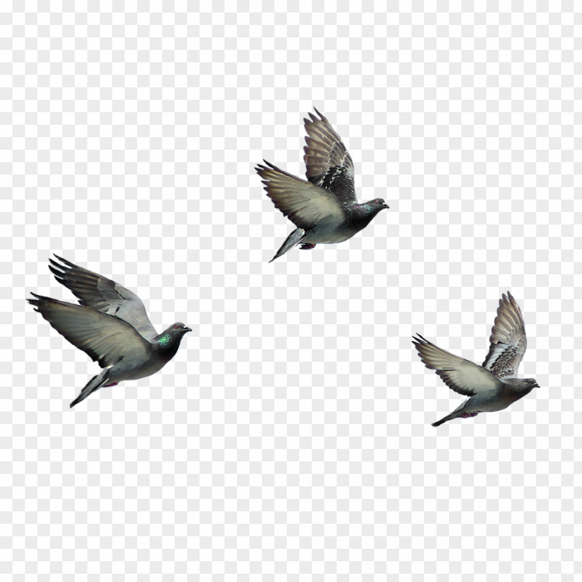 Dove Pigeon Creative Bird Columbidae PNG