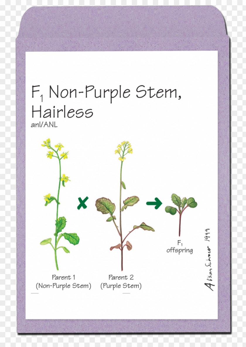 Flower Brassica Rapa Anatomy Of Seed Plants Flowering Plant PNG