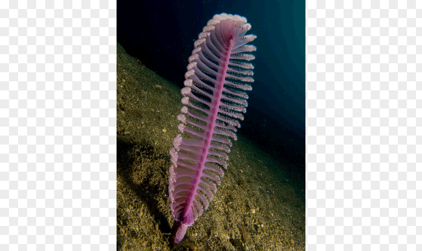 Flower Sea Pen Animal Deep Creature PNG