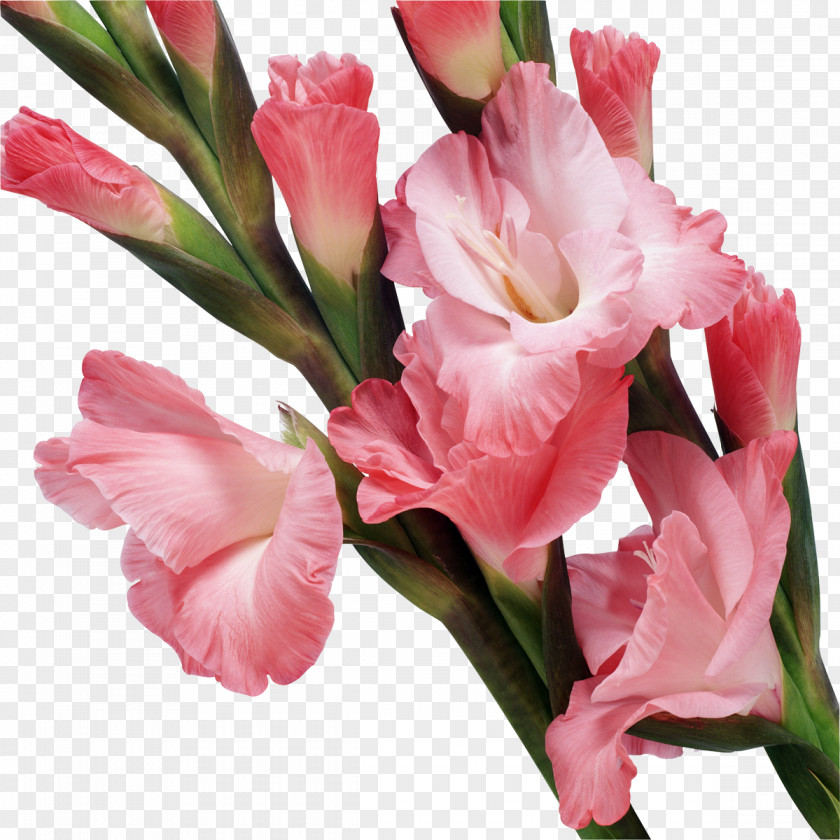 Gladiolus Stock Footage Clip Art PNG