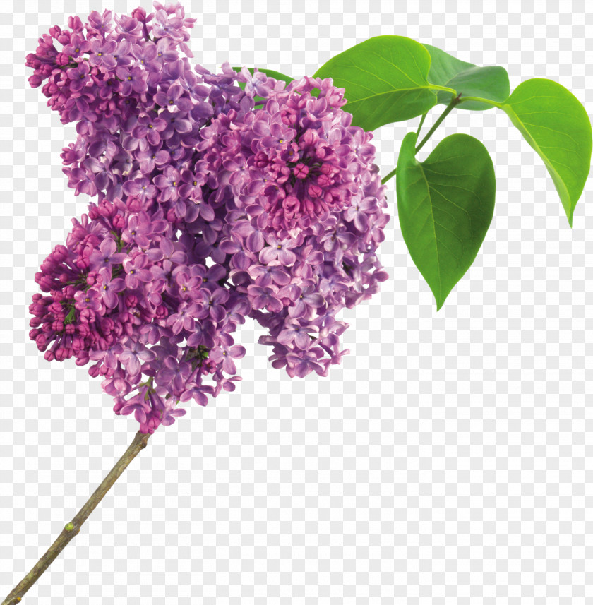Lilac Flower Purple Clip Art PNG