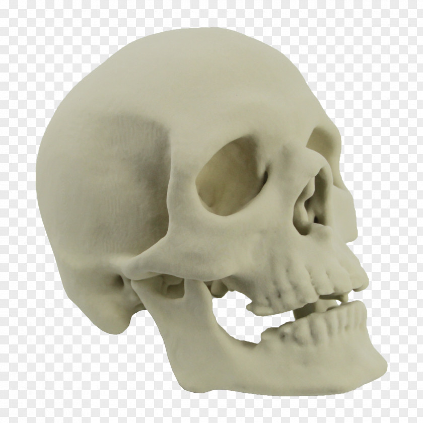 Skulls Skull 3D Printing Skeleton Bone PNG