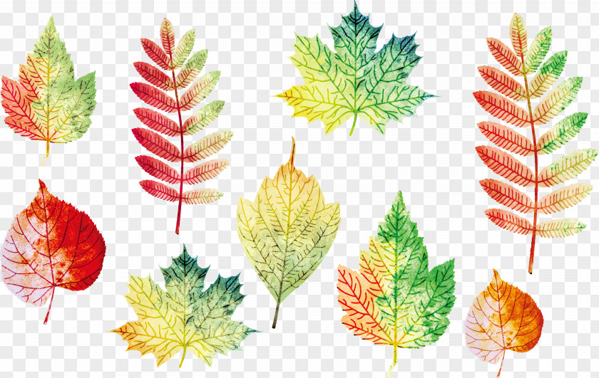 Vector Autumn Leaves Leaf Euclidean PNG