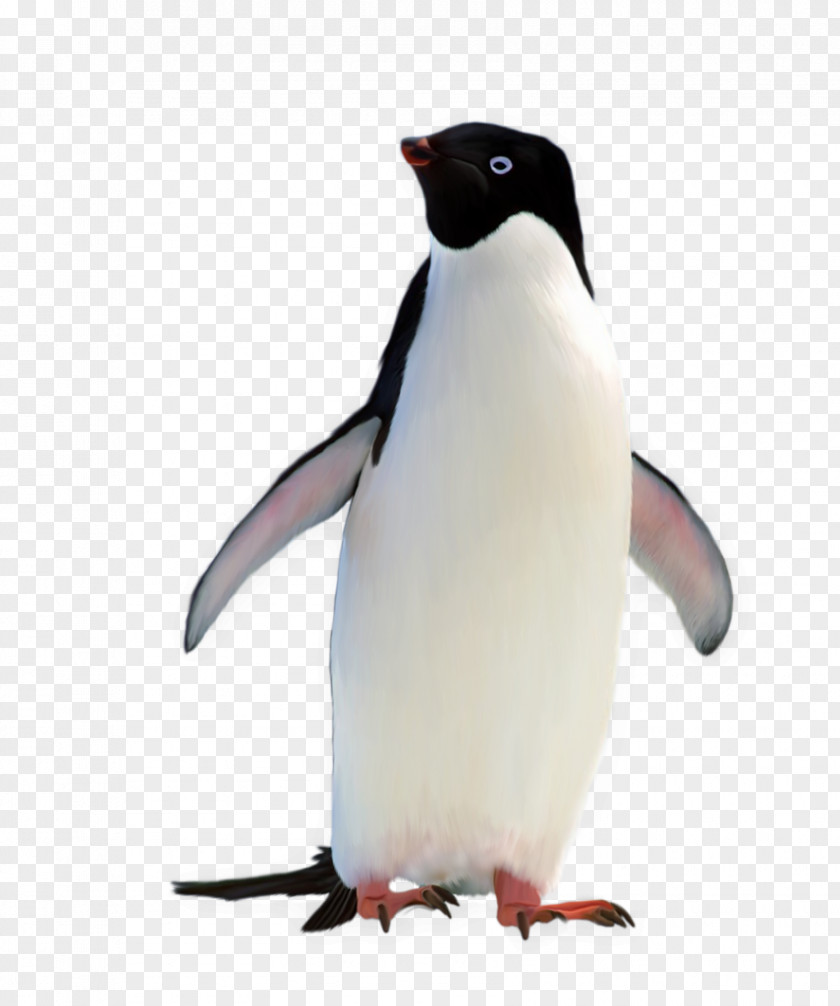Antarctic Penguins Material Penguin Wallpaper PNG