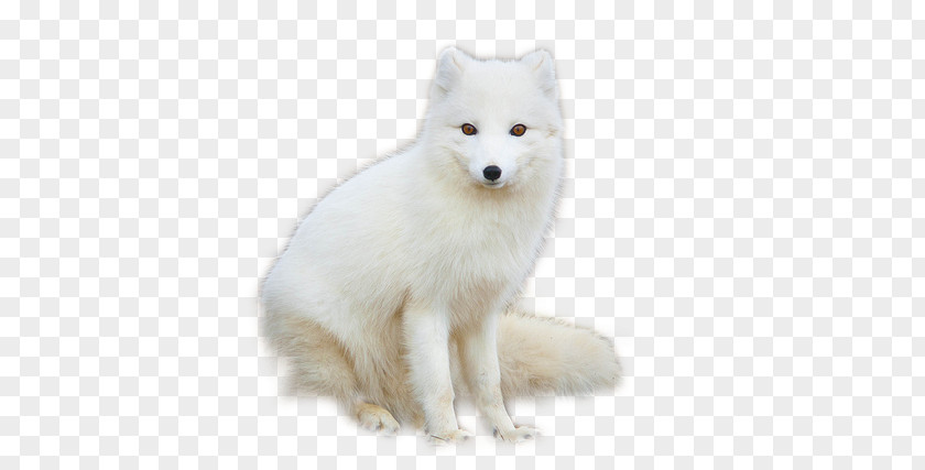 Arctic Fox Red Hare PNG