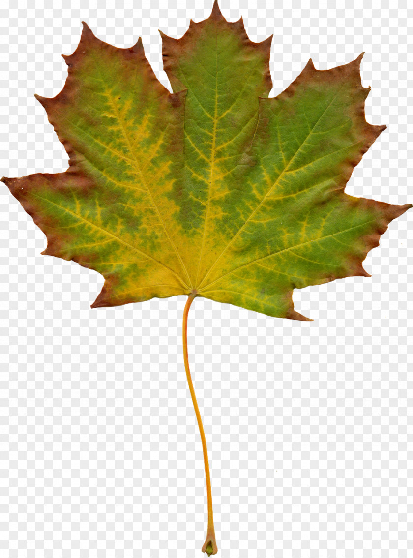 Autumn Leaves Desktop Wallpaper Nature Clip Art PNG