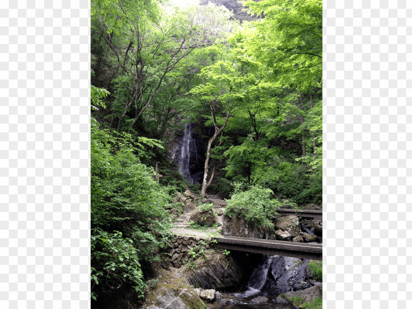 Forest Rainforest Valdivian Temperate Rain Waterfall Stream Vegetation PNG