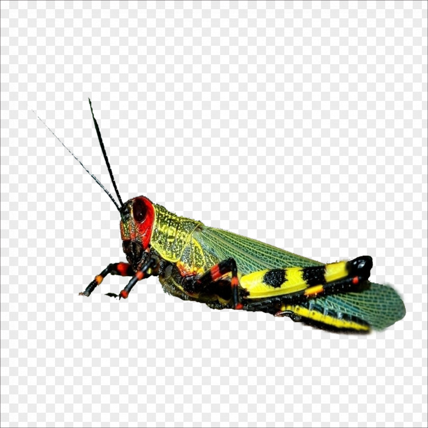 Grasshopper Locust Caelifera PNG