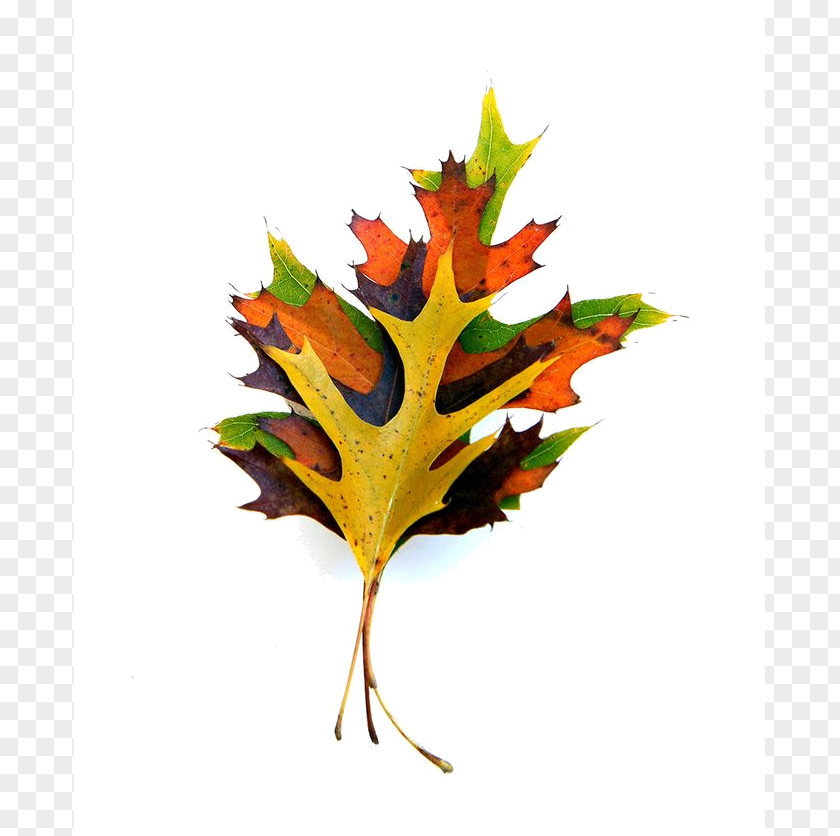 Leaf Paper Maple Autumn Color PNG