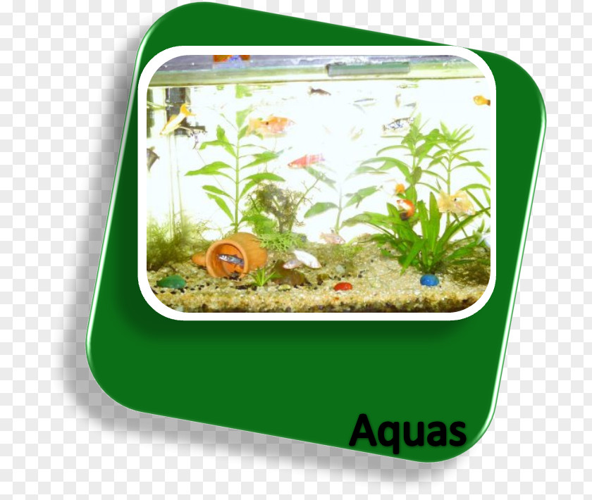Peixe Assado Bem Freshwater Aquarium Ecosystem Fishkeeping Nutrient PNG