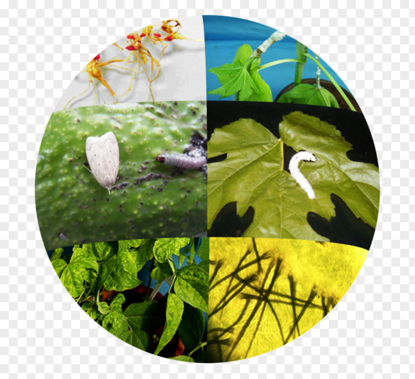 Plant Biological Pest Control Pathology Agriculture Biology PNG