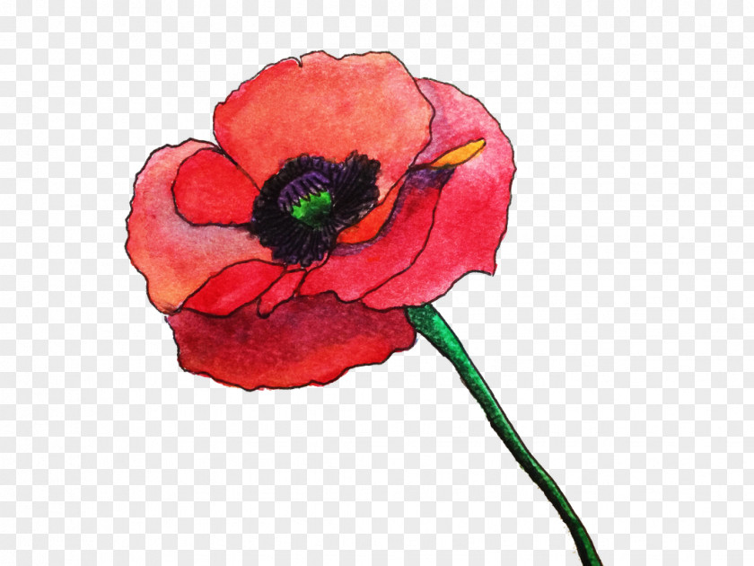 Watercolor Rose Common Poppy Flower Painting Remembrance PNG