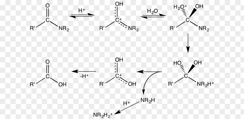 Amide Dakin–West Reaction Hydrolysis Acid Hofmann Rearrangement PNG