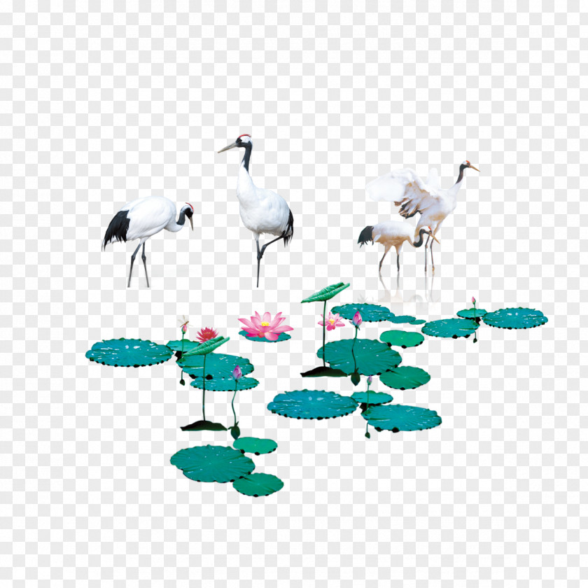 Crane Lotus Free Pictures Red-crowned Water Bird PNG