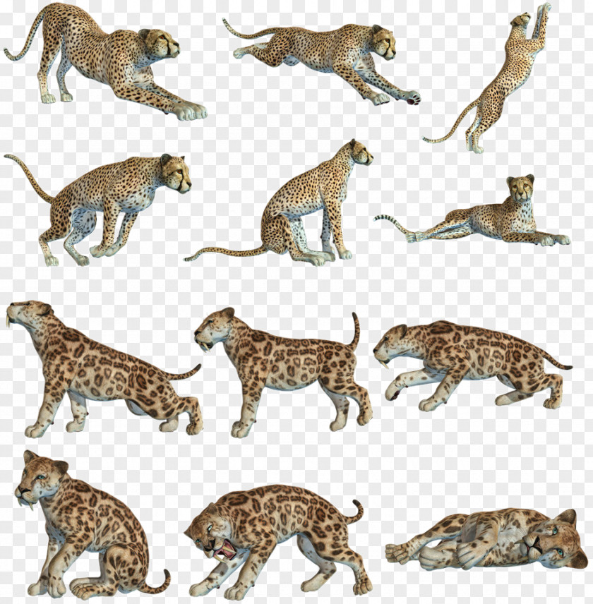 Leopard Cheetah Cat Tiger Felidae PNG