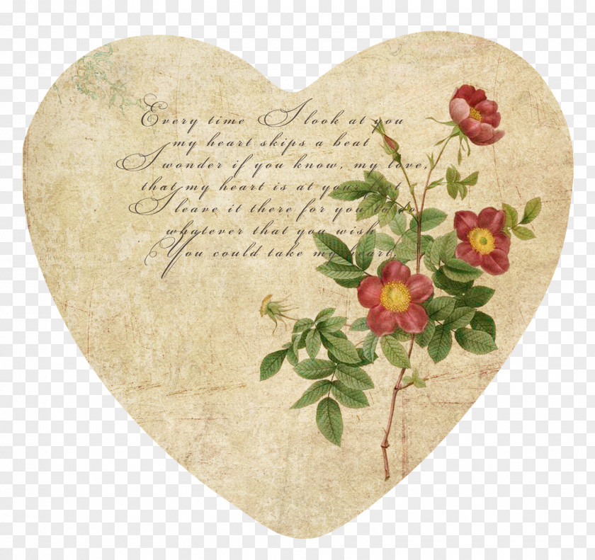 Rose Book Botanical Illustration PNG