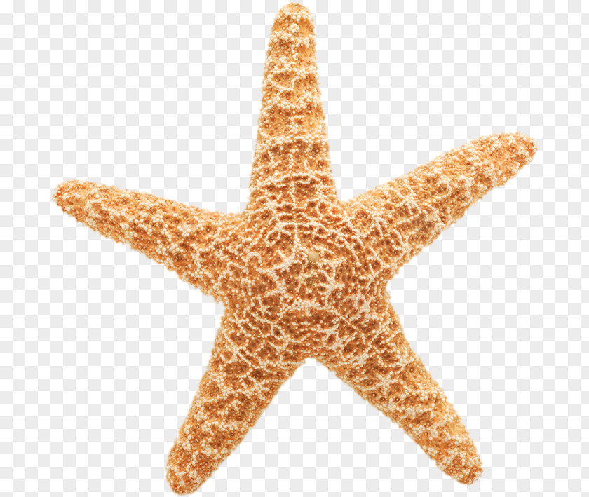 Starfish Giphy Gfycat Animated Film PNG