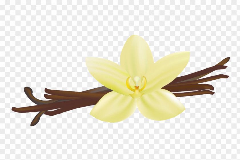 Vanilla White Flat-leaved Royalty-free Stock Photography PNG