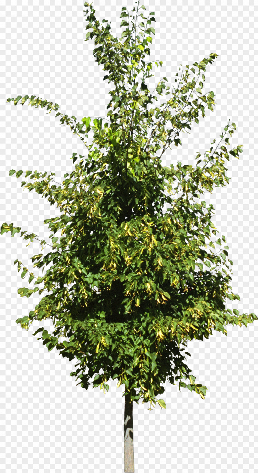 Bushes Tree Pine Conifers Fir PNG