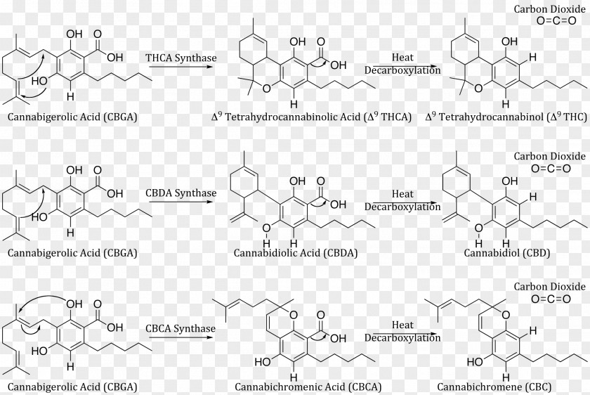 CBD Cannabidiol Tetrahydrocannabinol Cannabigerol Cannabis Cannabinoid PNG