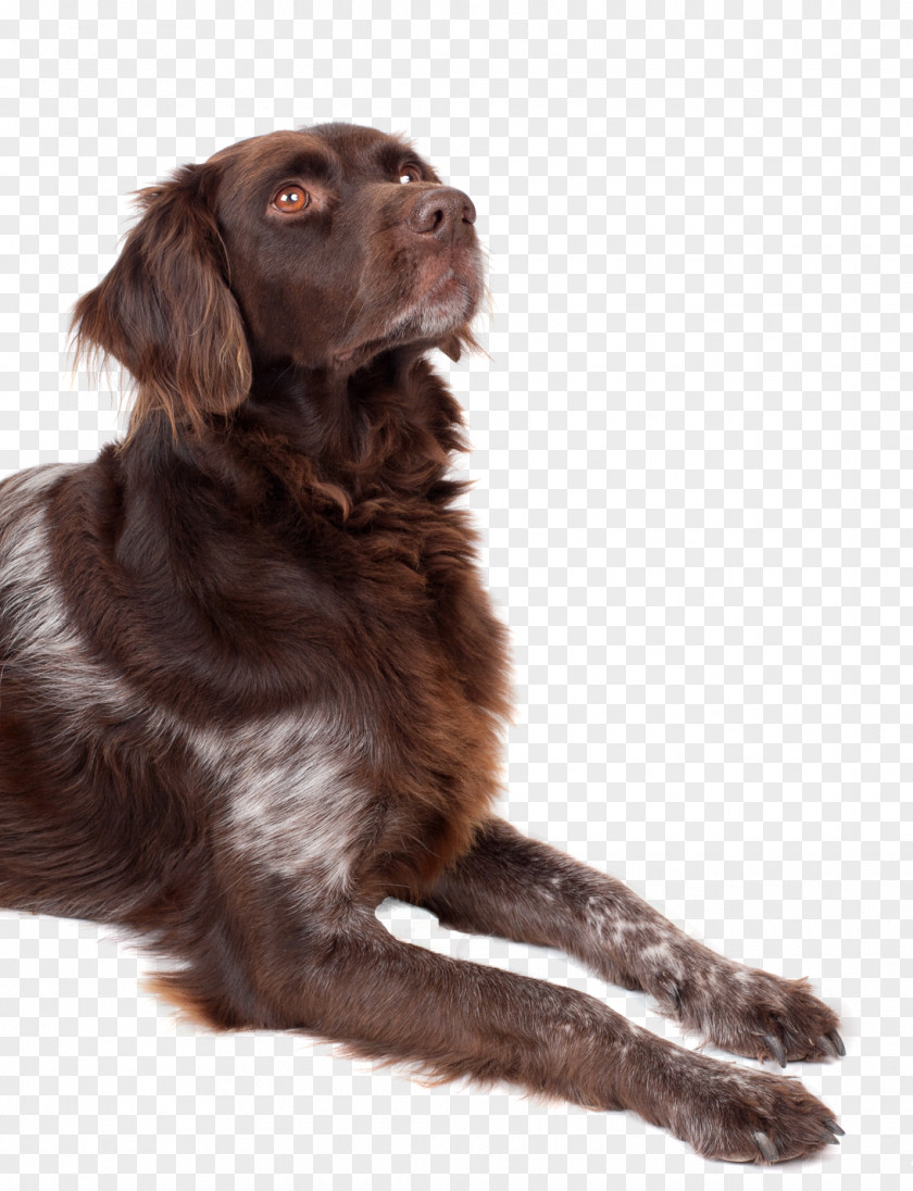 Dog Looking Up Boykin Spaniel Flat-Coated Retriever Puppy Rare Breed (dog) PNG