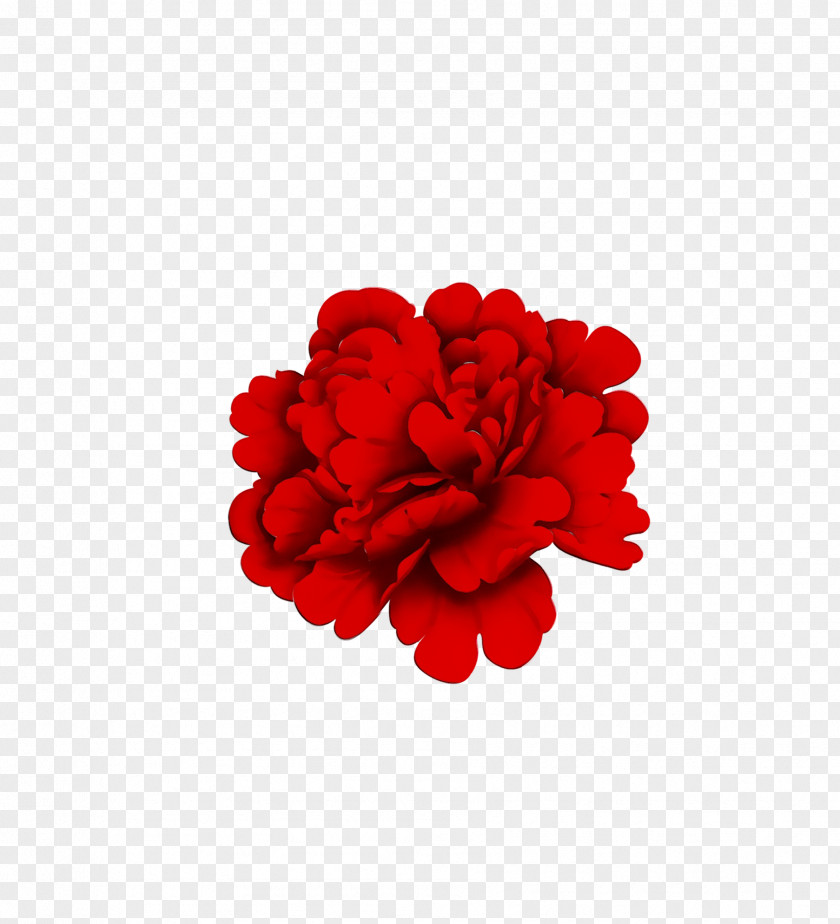 Garden Roses Cut Flowers Carnation Petal PNG