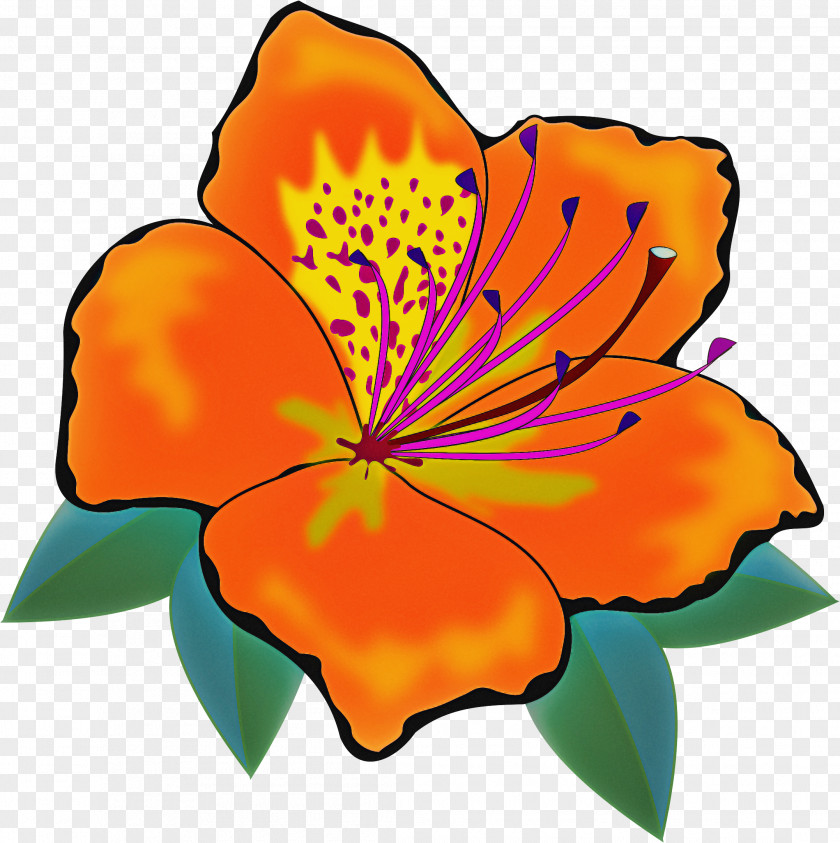 Orange PNG