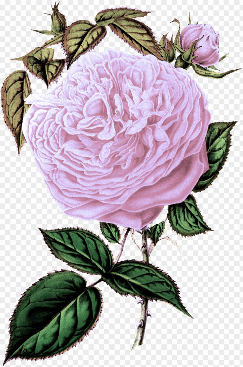 Prickly Rose Common Peony Garden Roses PNG
