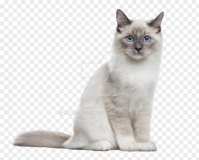 Ragdoll Siberian Cat Kitten Neva Masquerade Persian PNG