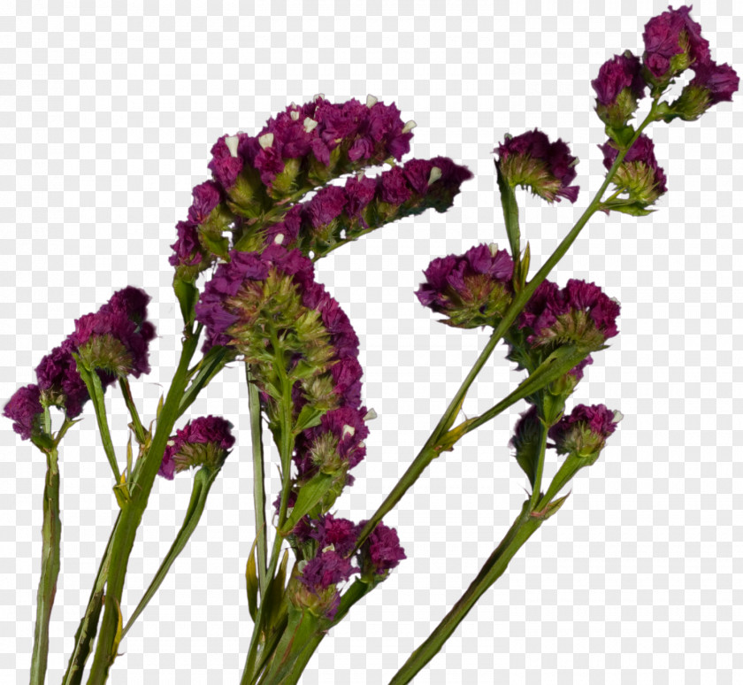 Spring Flowers Plant French Lavender Violet Cut Herb PNG