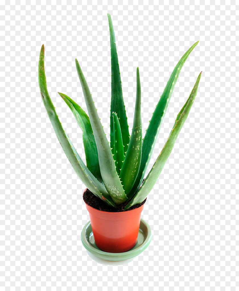 Aloe Vera Potted Stock Photography Houseplant Succulent Plant PNG