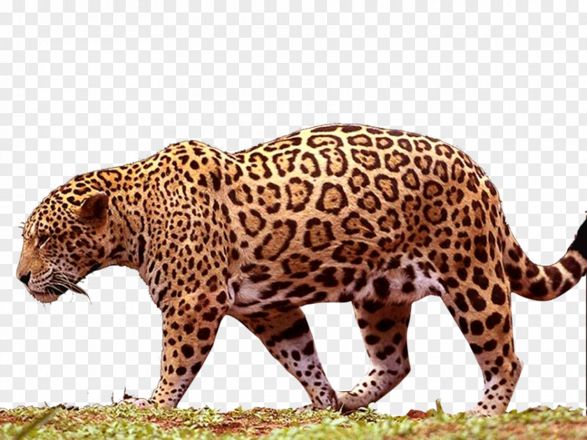 Jaguar Black Panther Leopard PNG