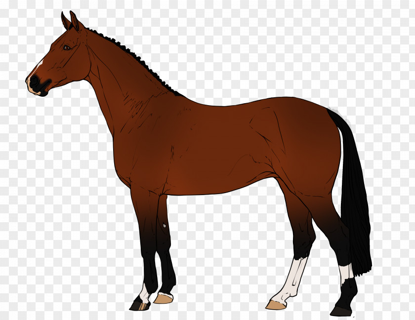 Mustang Stallion Arabian Horse Mare Mane PNG