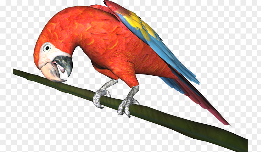 Parrot Budgerigar Macaw Bird Parakeet PNG