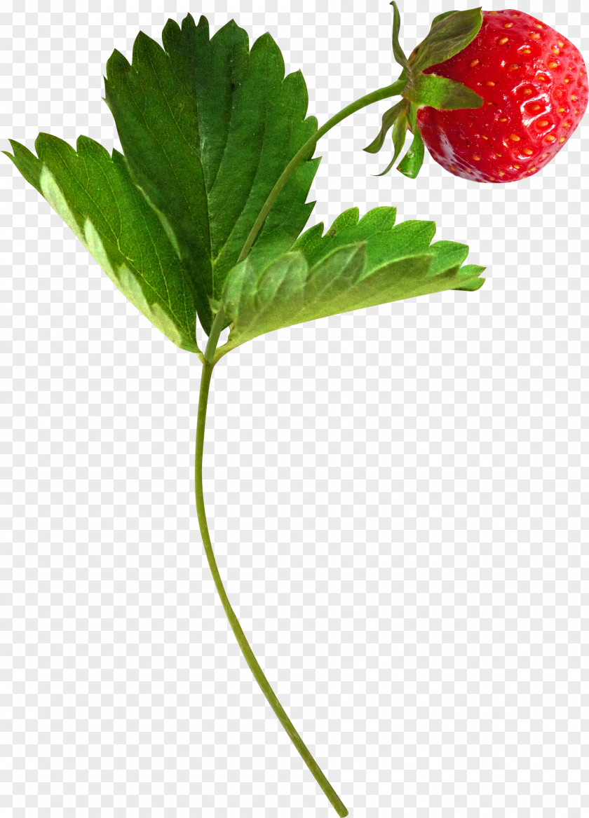 Strawberry Musk Aedmaasikas Fruit PNG